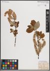 Foto von Salix caprea L.